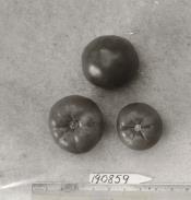 Click for 1 image(s) for this accession. FRUIT